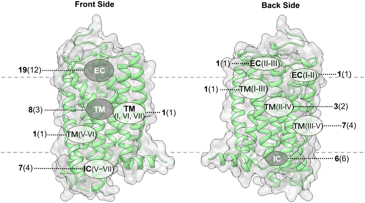 G protein-coupled receptors (GPCRs): advances in structures, mechanisms and  drug discovery | Signal Transduction and Targeted Therapy