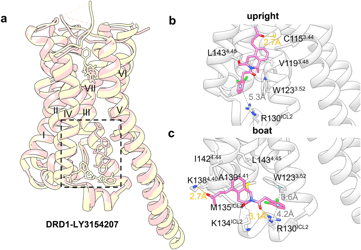 G protein-coupled receptors (GPCRs): advances in structures, mechanisms and  drug discovery | Signal Transduction and Targeted Therapy