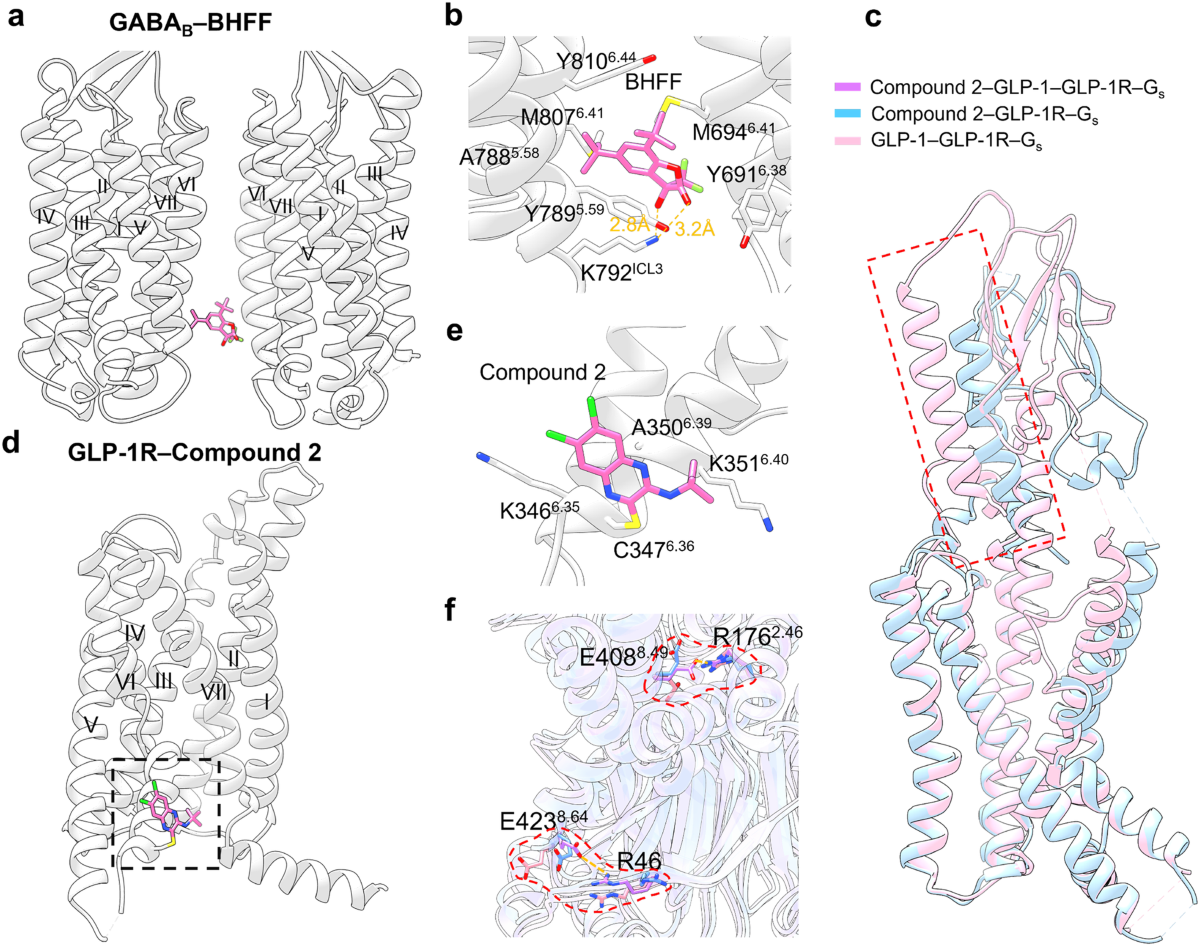 G protein-coupled receptors (GPCRs): advances in structures, mechanisms and  drug discovery | Signal Transduction and Targeted Therapy