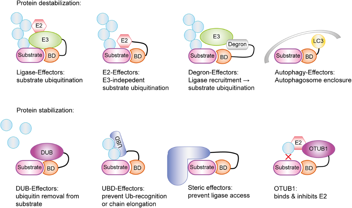 dihexa degradation pathways stability Glutathione and NAD