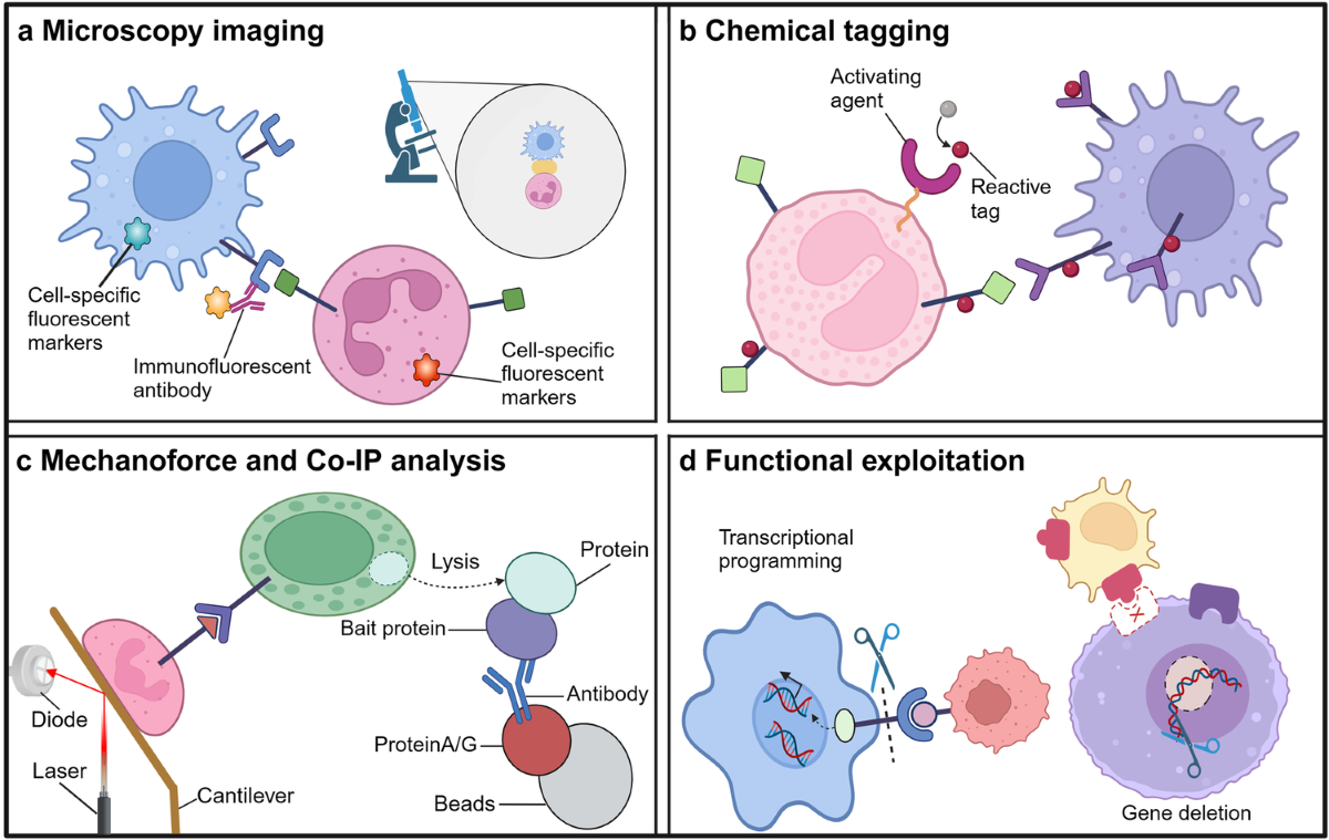 Cell–cell communication: new insights and clinical implications 
