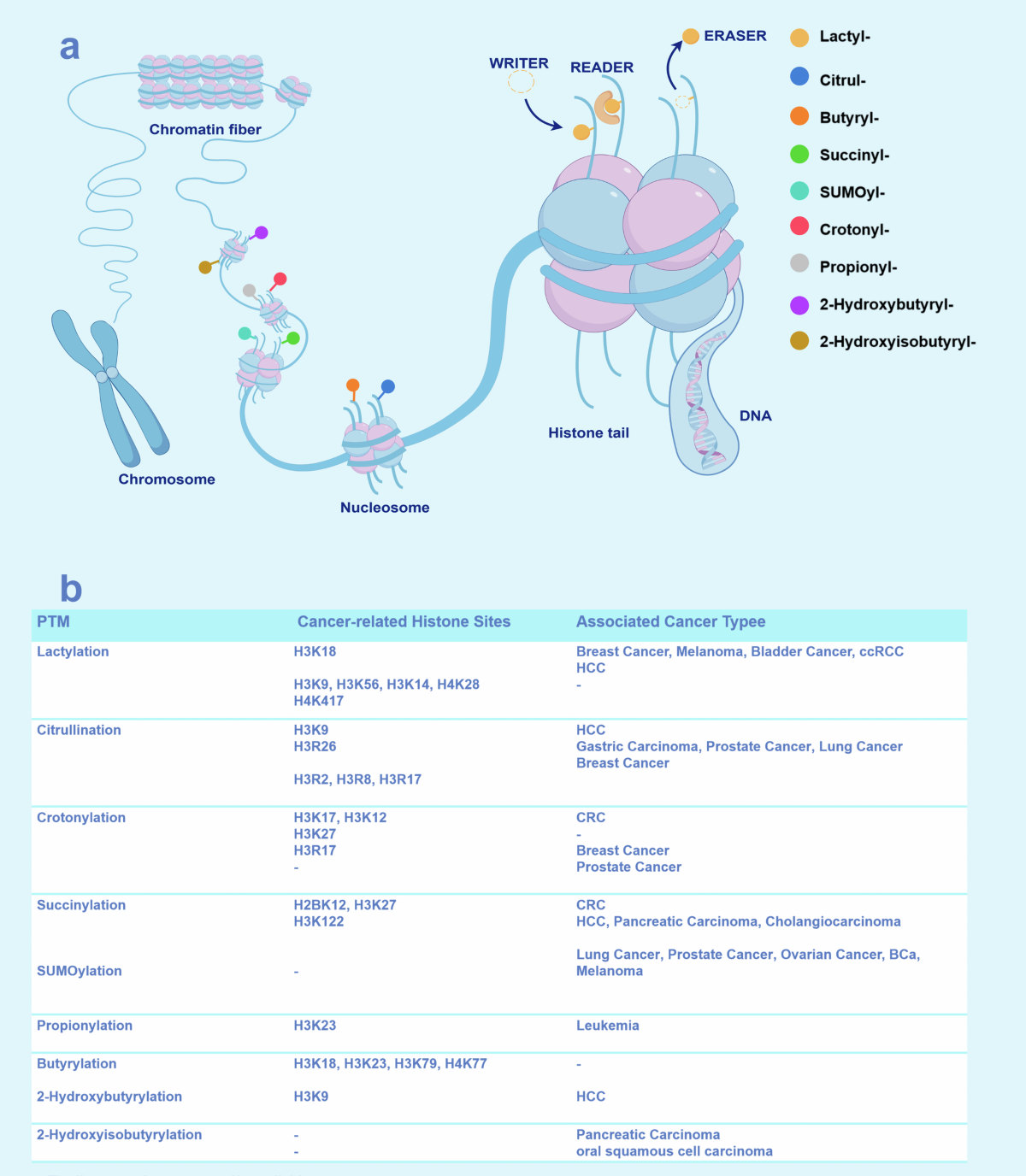 Crossing epigenetic frontiers: the intersection of novel histone  modifications and diseases | Signal Transduction and Targeted Therapy