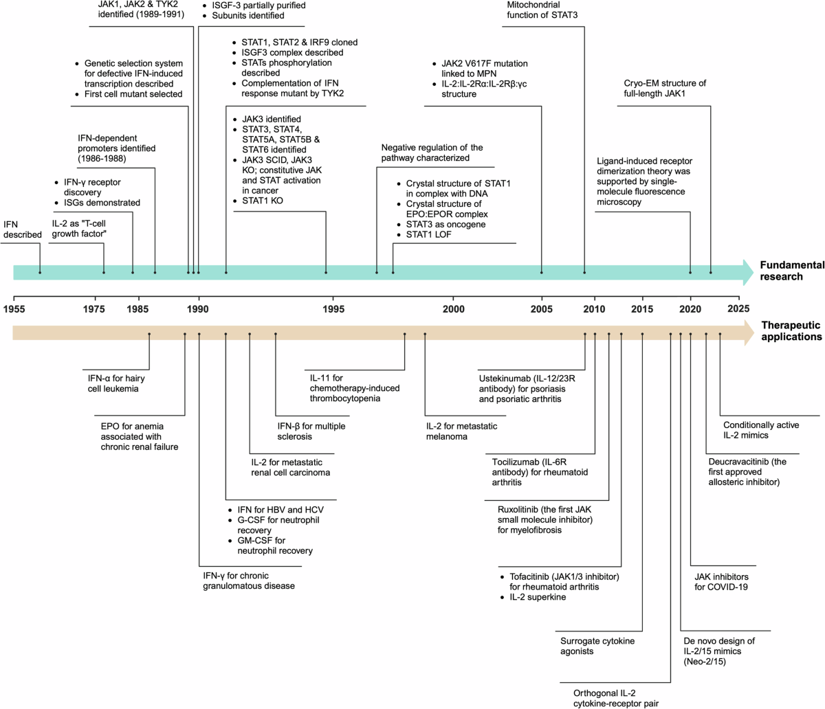 The JAK-STAT pathway: from structural biology to cytokine