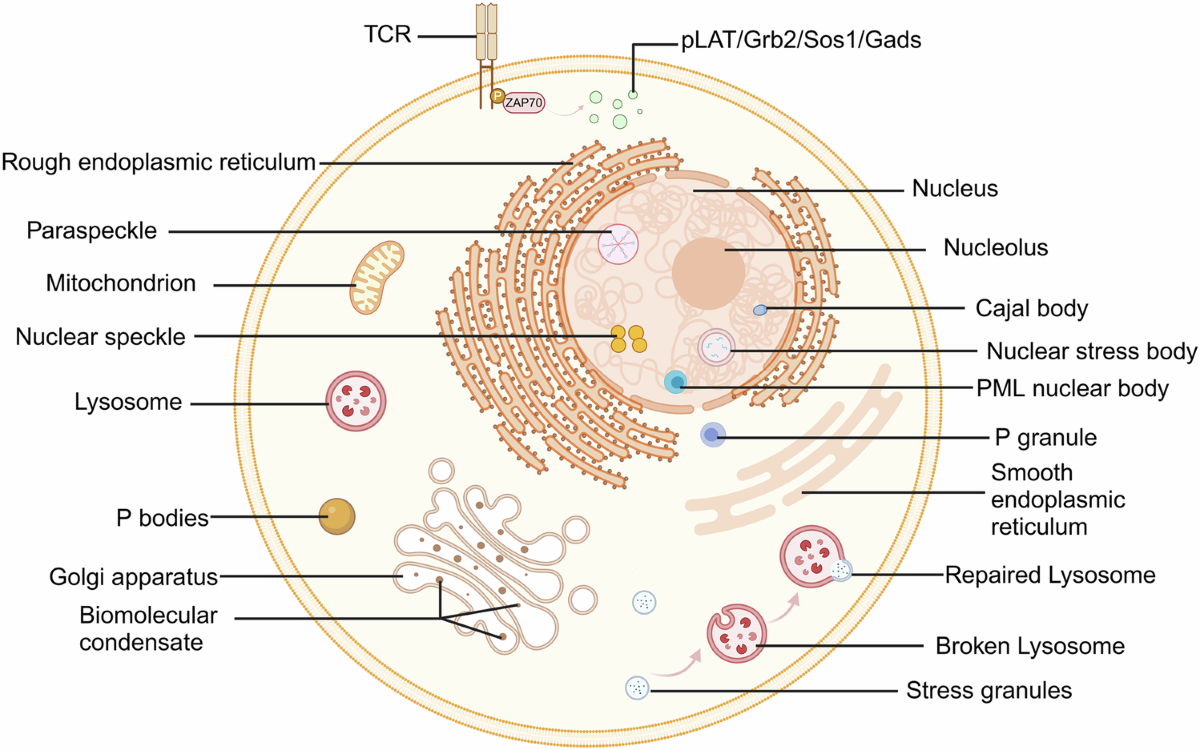 3d roadkill porn pics Membraneless organelles in health and disease: exploring the molecular  basis, physiological roles and pathological implications | Signal  Transduction and Targeted Therapy