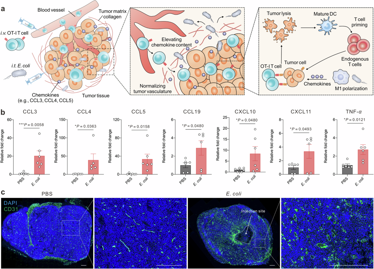 Remolding the tumor microenvironment by bacteria augments adoptive T cell  therapy in advanced-stage solid tumors | Signal Transduction and Targeted  Therapy