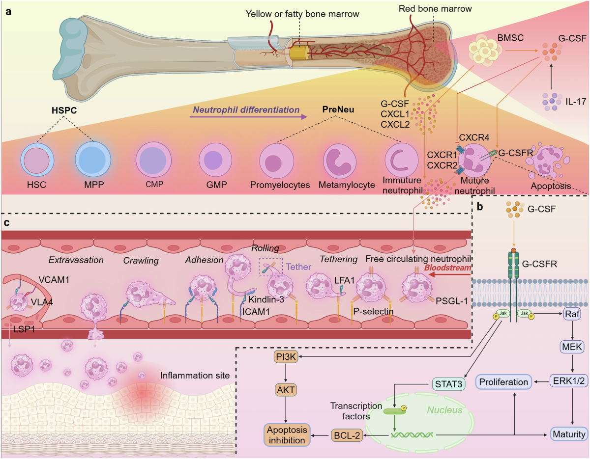 Neutrophil diversity and function in health and disease | Signal  Transduction and Targeted Therapy