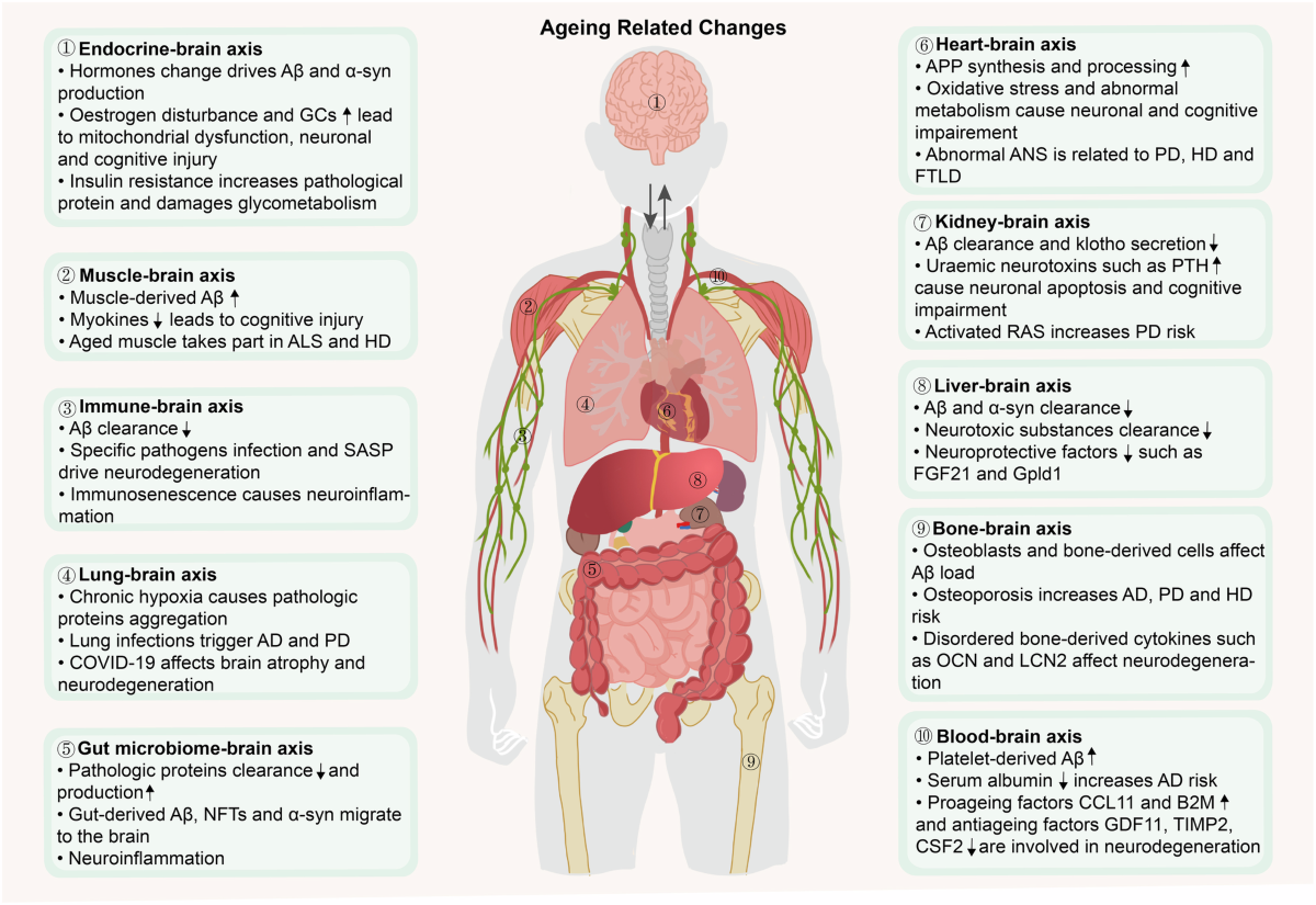 Complex diagrams illustrating anti-ageing mechanisms