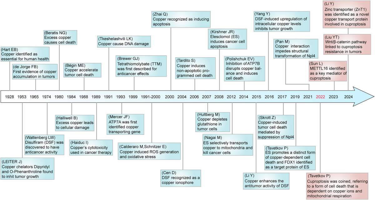 The molecular mechanism and therapeutic landscape of copper and cuproptosis  in cancer | Signal Transduction and Targeted Therapy