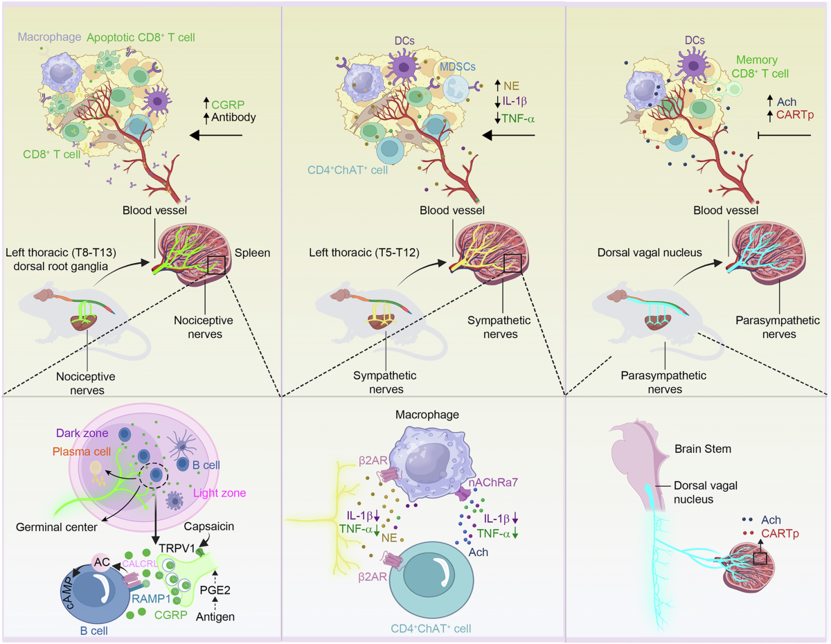 Neuro-immune crosstalk in cancer: mechanisms and therapeutic 