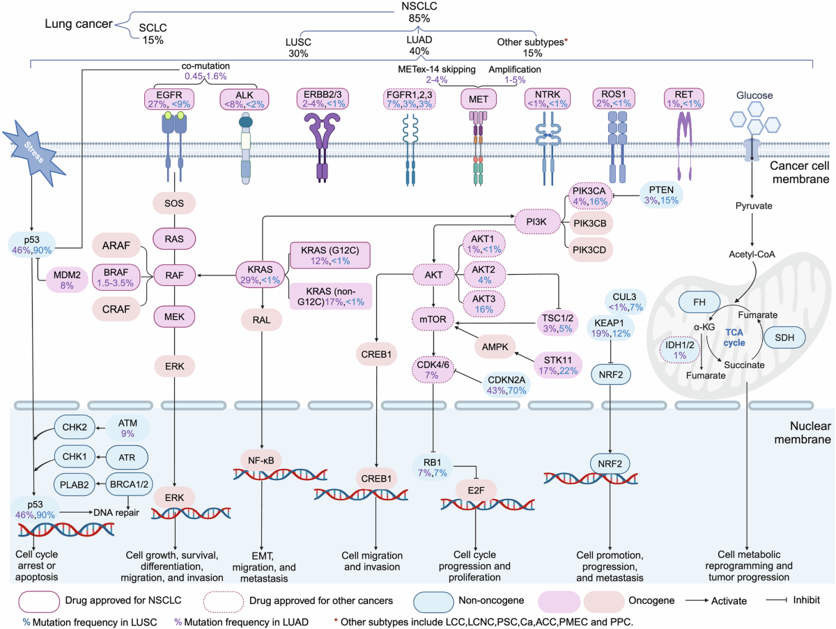 Advances in molecular pathology and therapy of non-small cell lung cancer |  Signal Transduction and Targeted Therapy