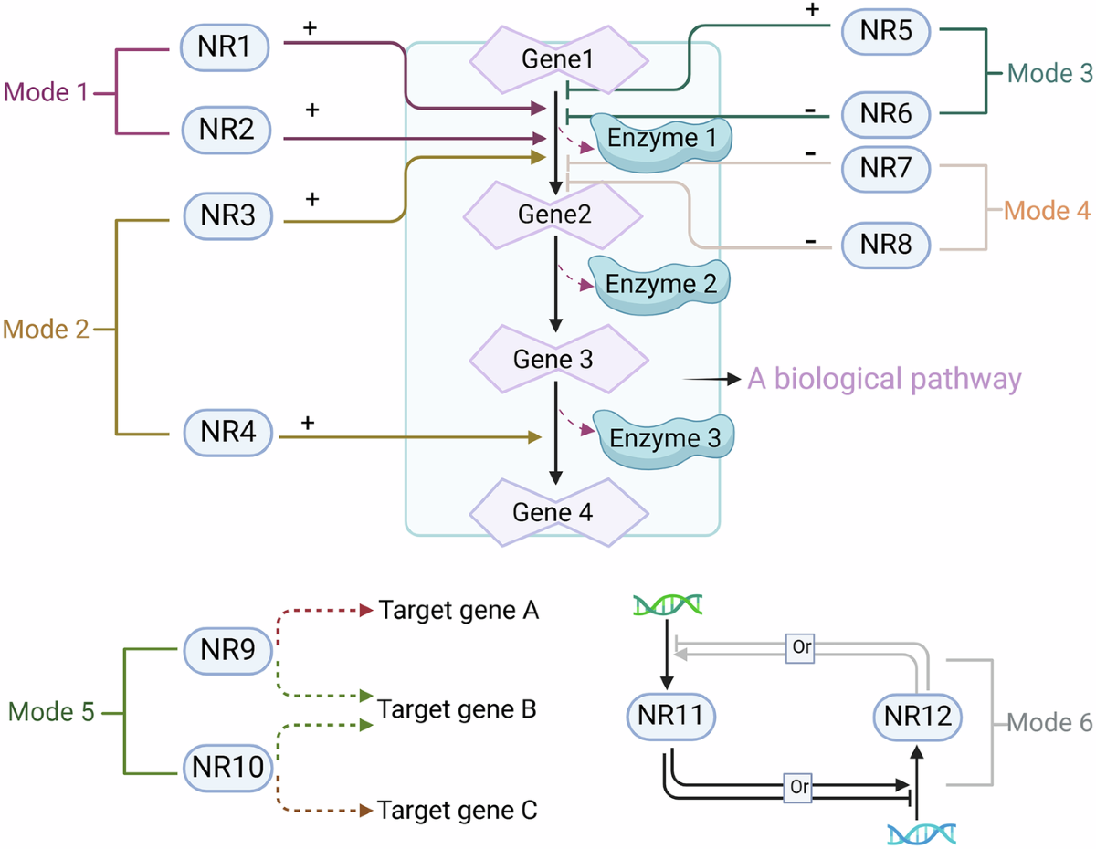 Nuclear receptors in health and disease: signaling pathways, biological  functions and pharmaceutical interventions | Signal Transduction and  Targeted Therapy