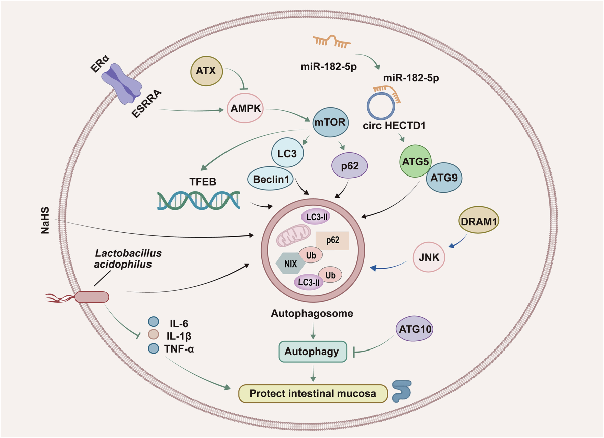 glp 1 ulcerative colitis Ulcerative colitis: signaling pathways, therapeutic targets and interventional strategies glp 1 ulcerative colitis Ulcerative colitis: signaling pathways, therapeutic targets and interventional strategies