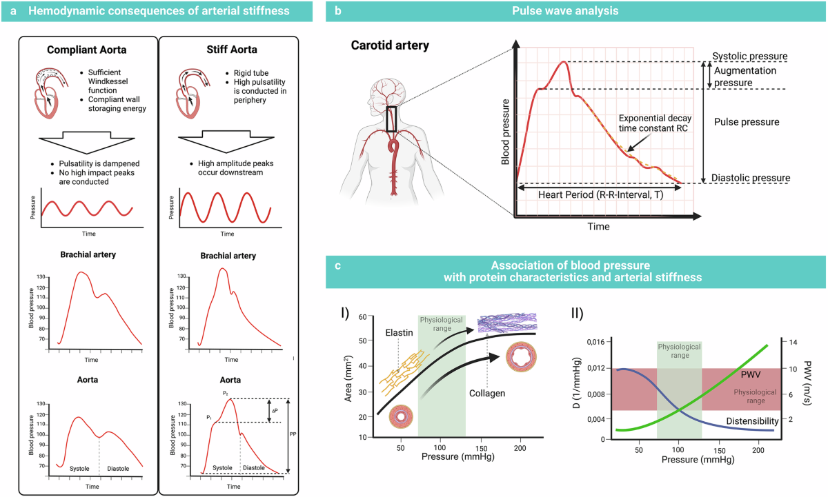 Arterial stiffness and vascular aging: mechanisms, prevention, and therapy  | Signal Transduction and Targeted Therapy