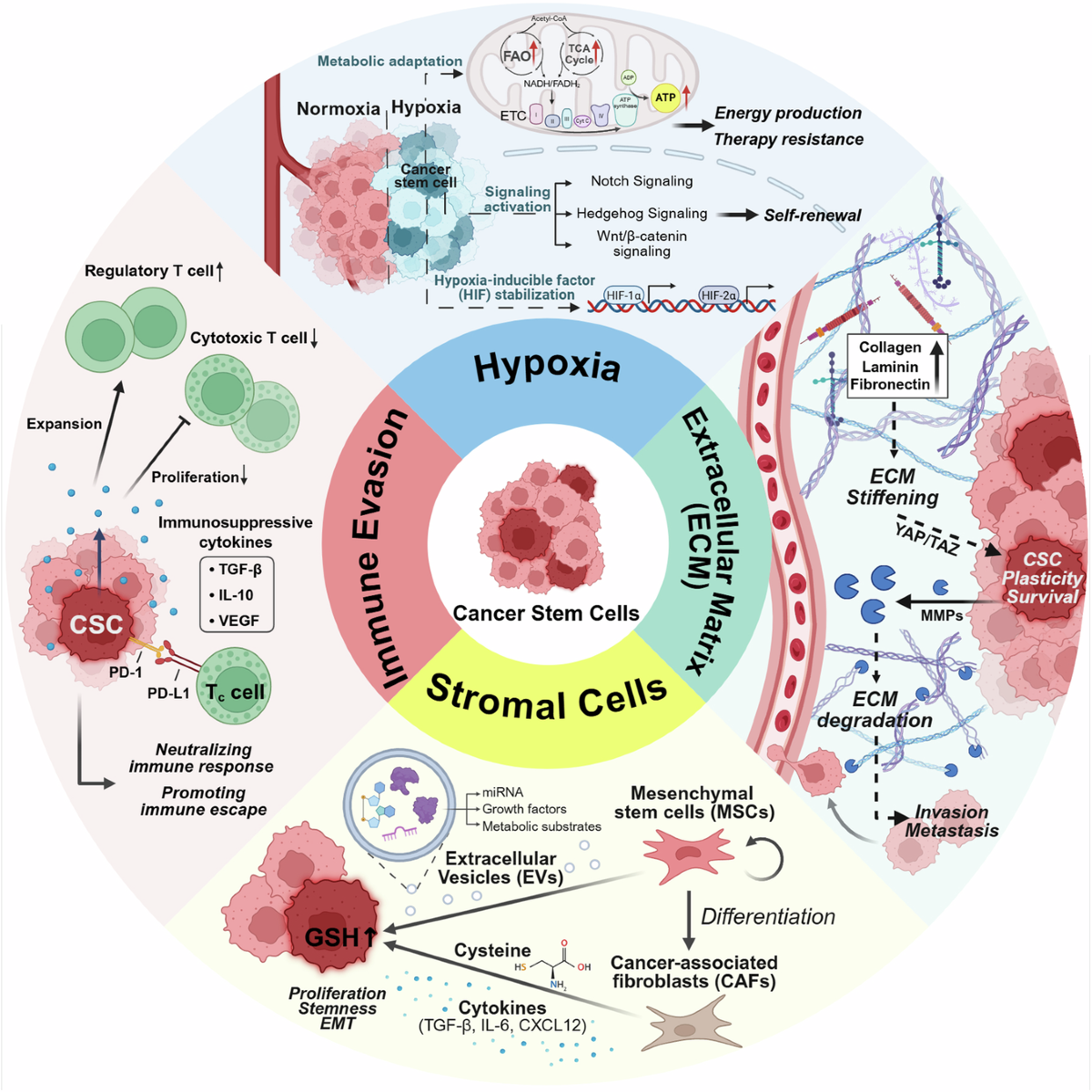glutathione and cancer stem cell Glutathione Depletion and Stalwart Anticancer Activity of  Metallotherapeutics Inducing Programmed Cell Death: Opening a New Window  for Cancer Therapy