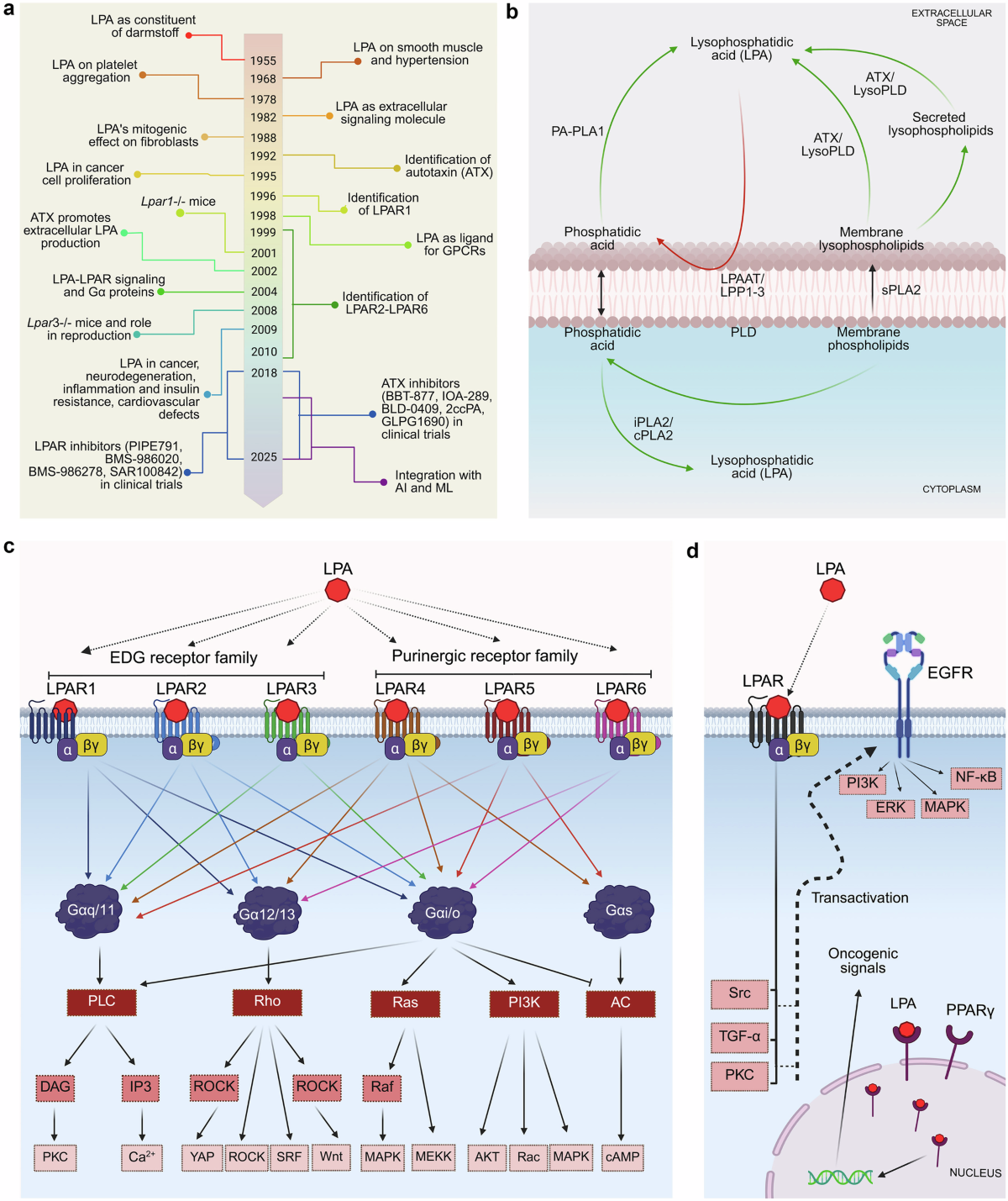 Decoding lysophosphatidic acid signaling in physiology and disease: mapping the multimodal and multinodal signaling networks