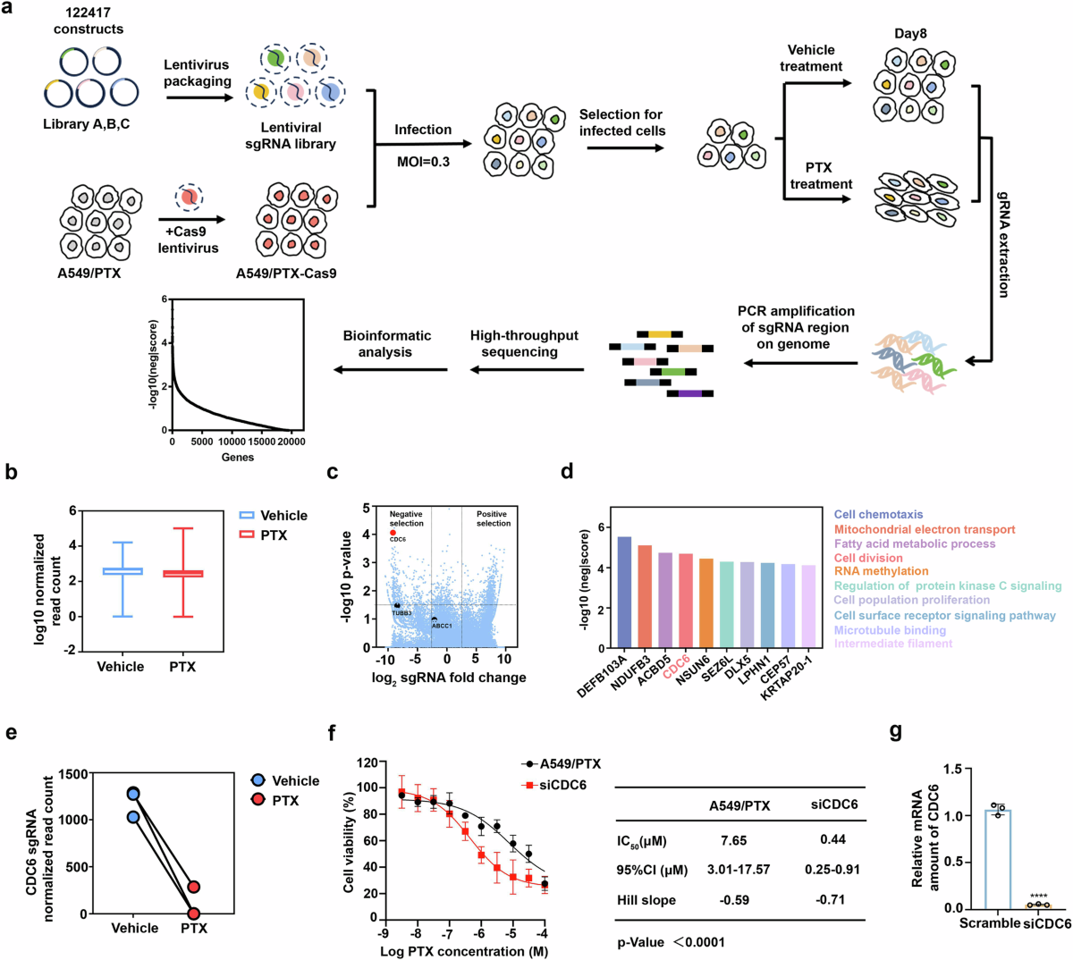 Interaction between CDC6 and Tmod3 accelerates resistance to paclitaxel  through focal adhesion assembly | Signal Transduction and Targeted Therapy