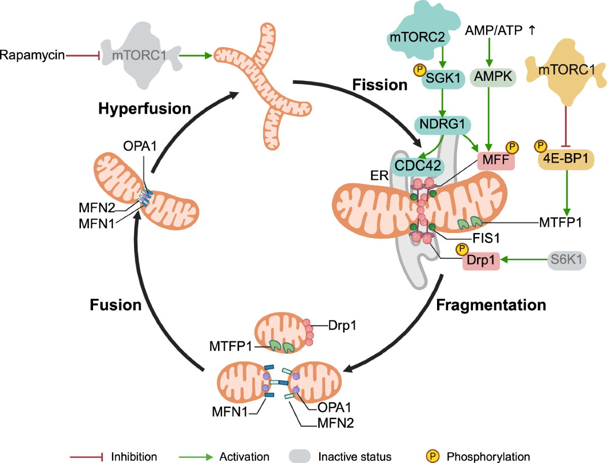 glutathione mtorc1 google scholar mTOR signaling networks: mechanistic insights and translational frontiers  in disease therapeutics