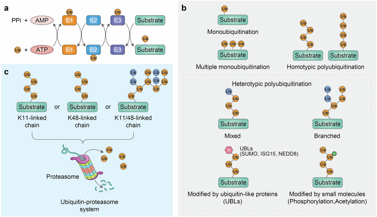 l carnitine side effects herpes The role of ER-associated degradation and ER-phagy in health and disease