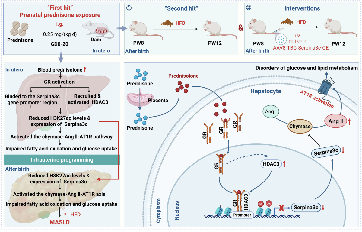 prednisone and semaglutide interactions Serpina3c protects against metabolic dysfunction-associated steatotic liver  disease in offspring induced by prenatal prednisone exposure
