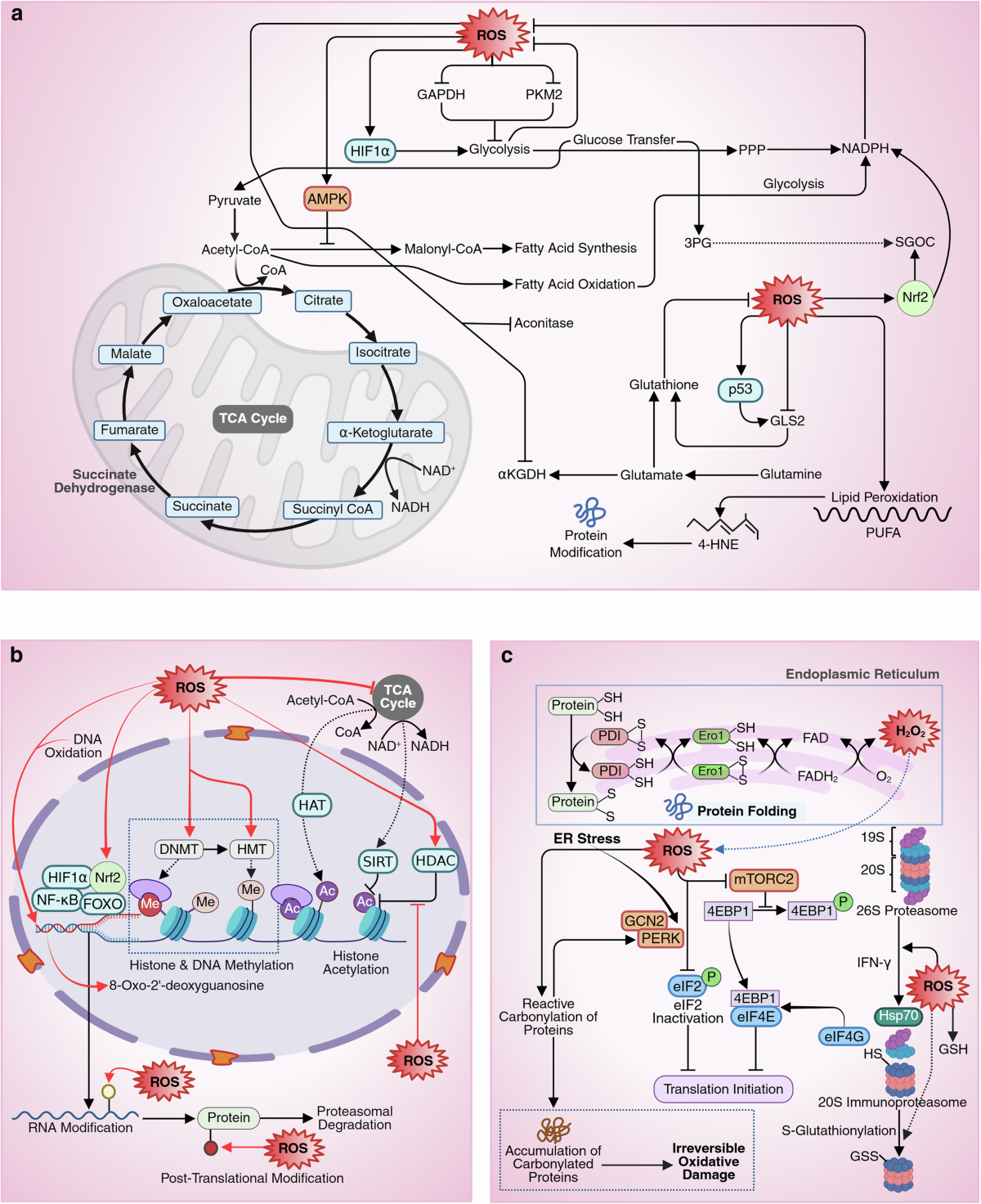 oxygen dependent intracellular killing ros production glutathione Unearthing the secrets of mitochondrial and in bioenergetics: Trends in Biochemical Sciences Reactive oxygen species (ROS) in