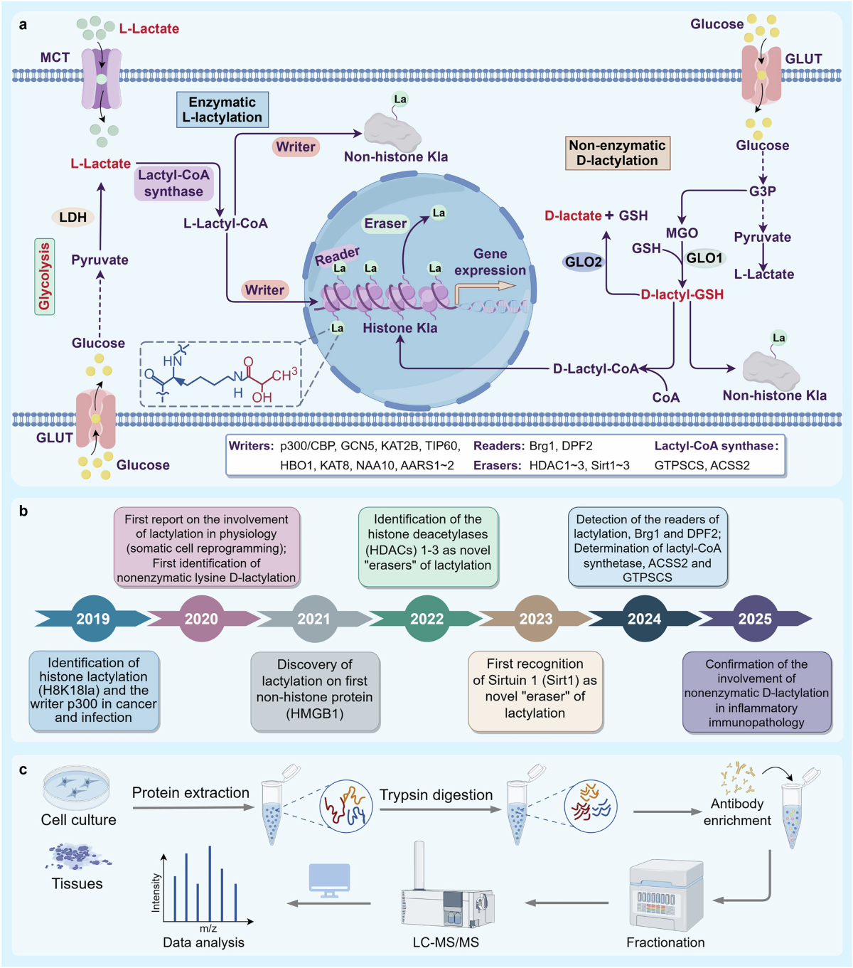 hgc glutathione immune enhancer Construction and validation of a lactylation-based gene signature for prognostic assessment and infiltration analysis in gastric adenocarcinoma | BMC Medical Genomics Protein lactylation in health and