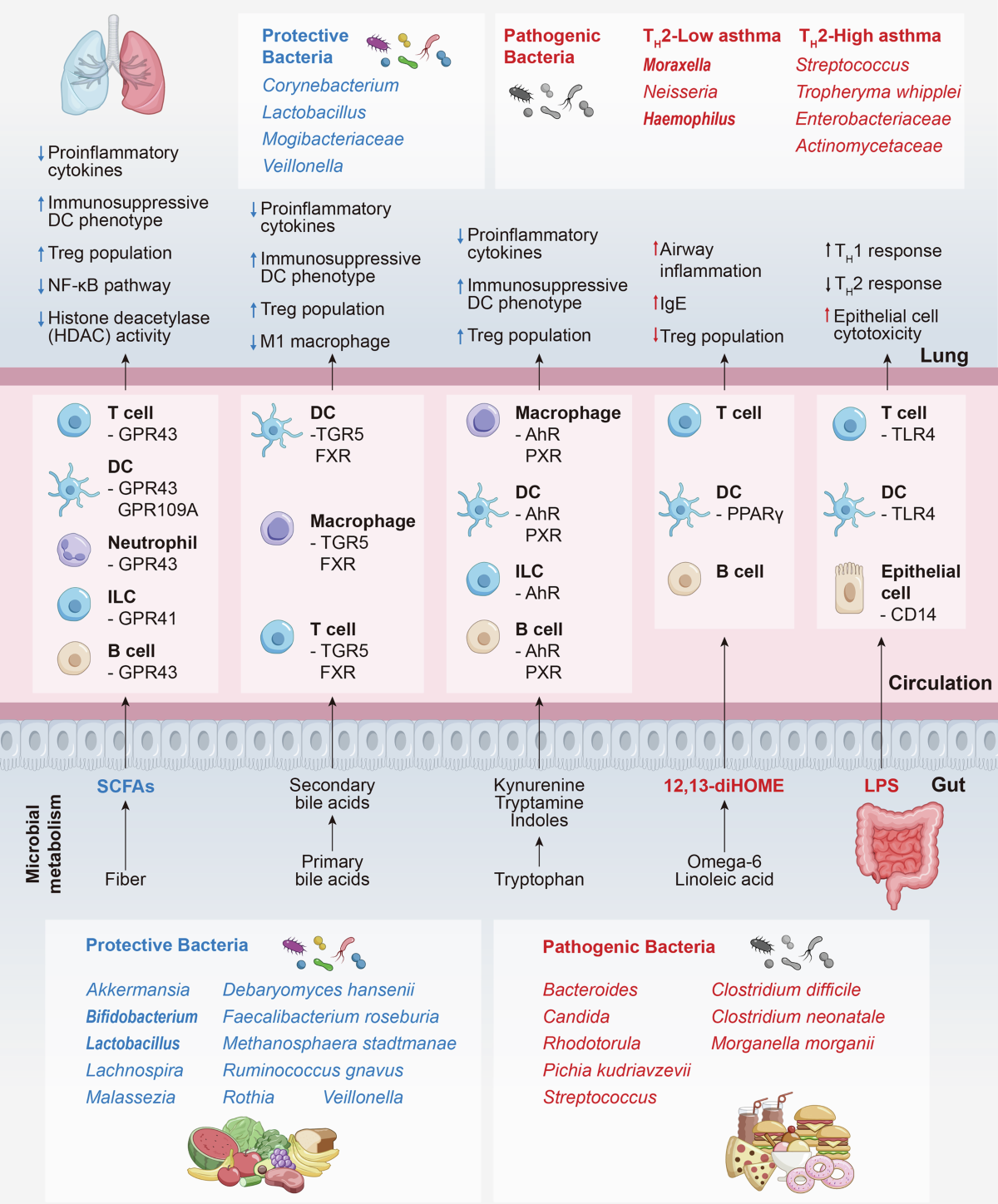 Mechanisms and therapeutic strategies of asthma: from bench to bedside