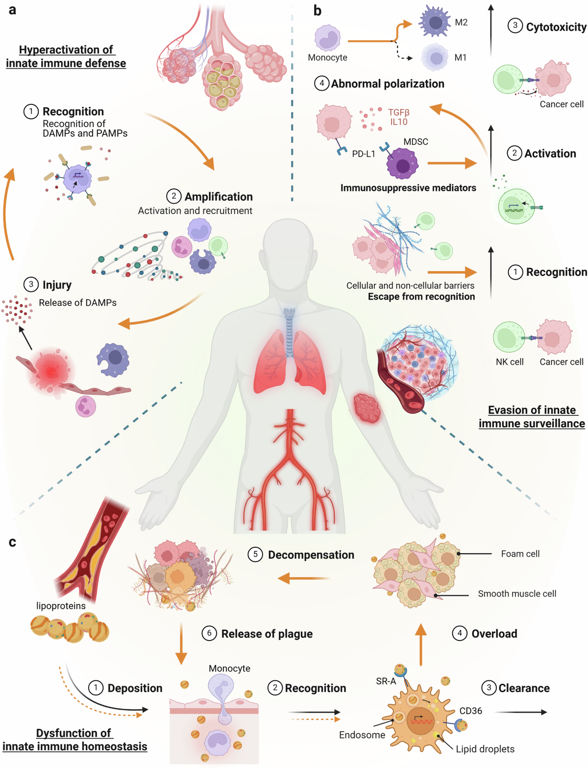 Innate immunity: current understandings and future perspectives