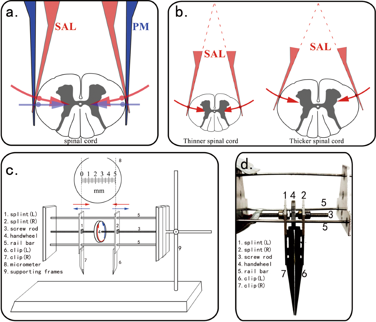 Analysis and comparison of a spinal cord injury model with a 