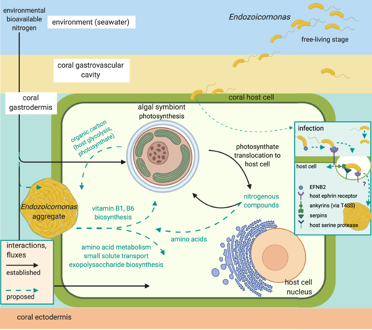 Scientific illustration of metabolic interactions among coral host cells, algal symbionts and Endozoicomonas bacteria