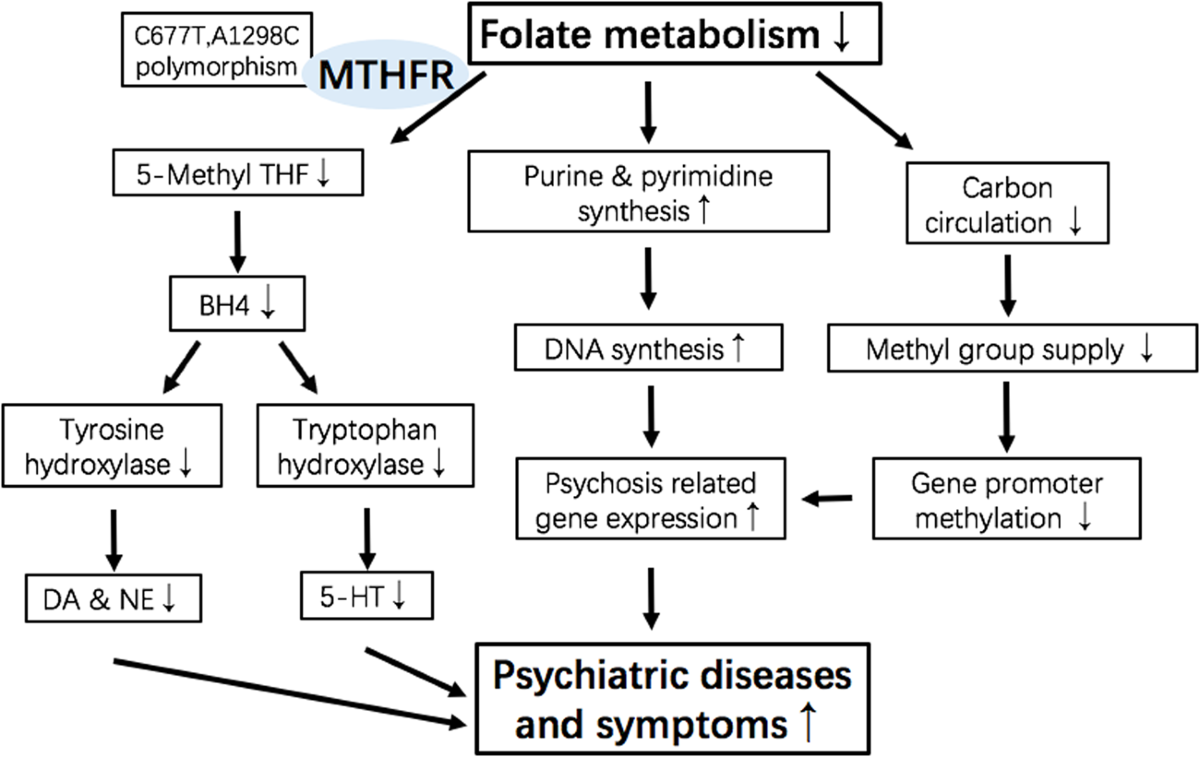 Methylenetetrahydrofolate reductase and psychiatric diseases