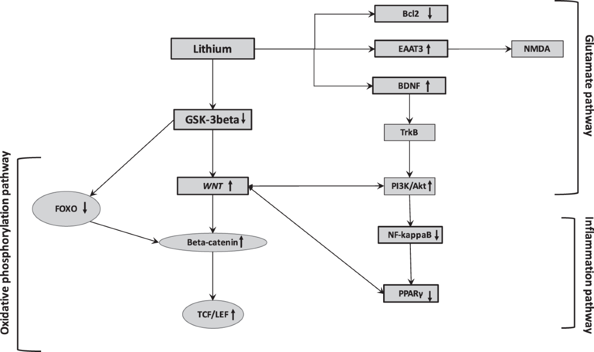 igf 1 lr3 downsides 7 IGF-1 Side Effects: What Bodybuilders Need to Know
