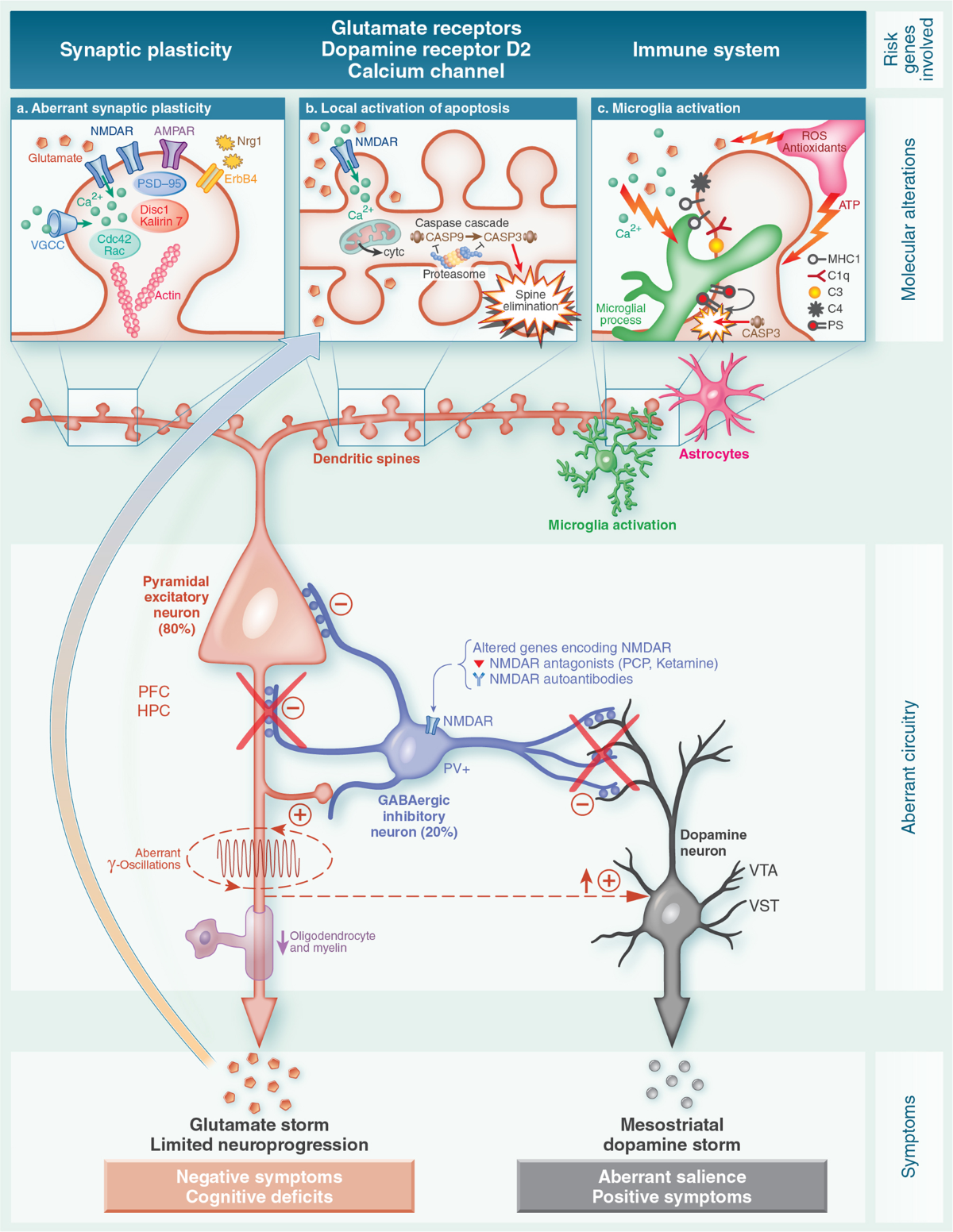 Glutamate and microglia activation as a driver of dendritic apoptosis: a core pathophysiological mechanism to understand schizophrenia | Translational Psychiatry glutamate-and-microglia-activation-as-a-driver-of-dendritic-apoptosis-a-core-pathophysiological-mechanism-to-understand-schizophrenia-translational-psychiatry