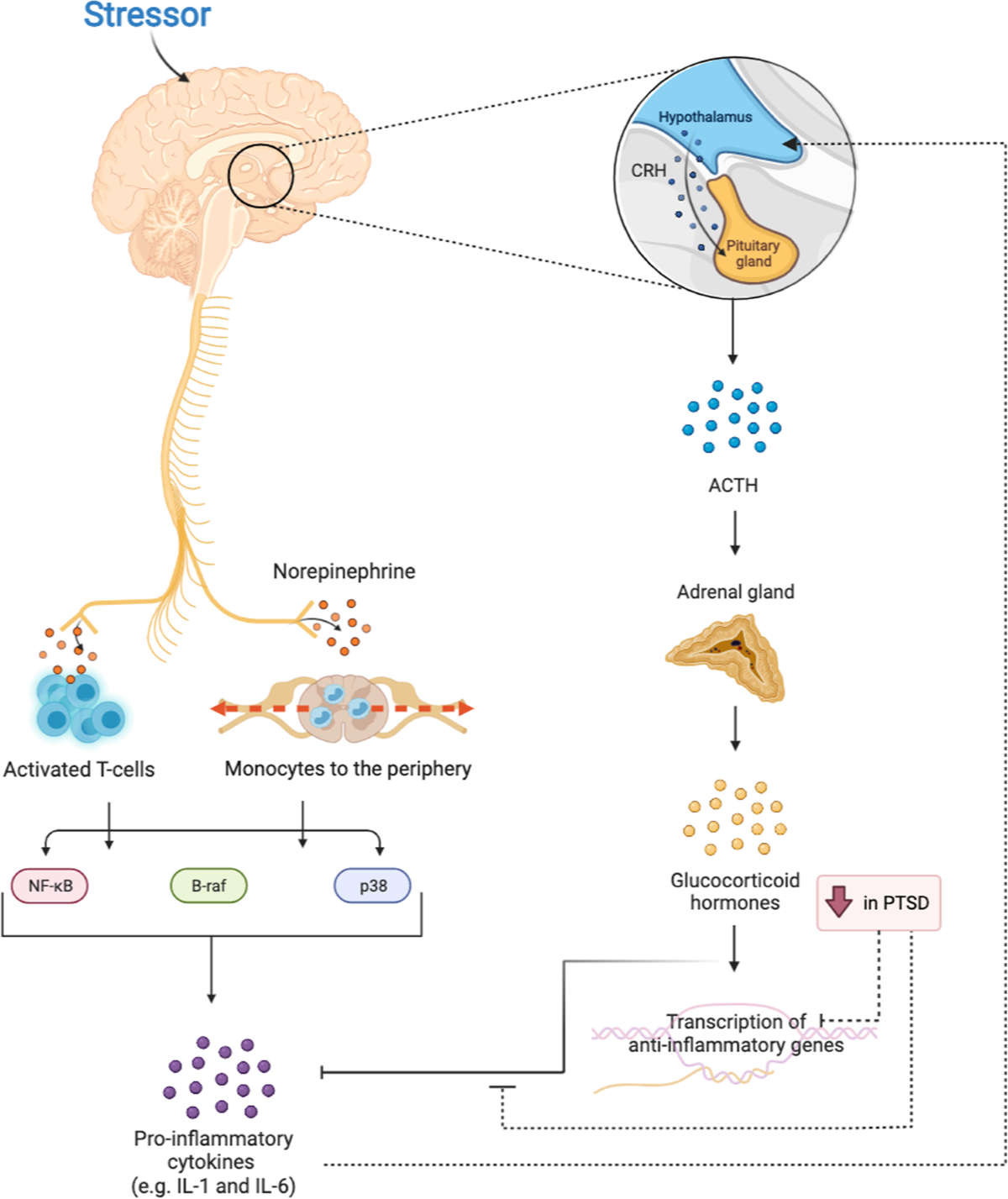 The role of the immune system in posttraumatic stress disorder |  Translational Psychiatry, image size:1200x1427