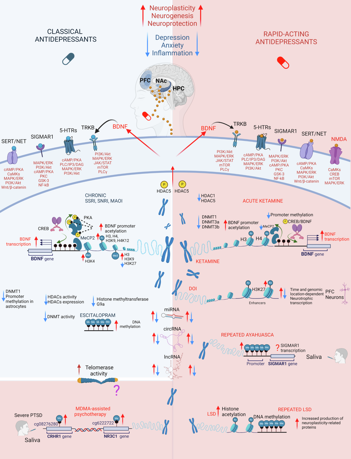 bpc 157 and ssri What is BPC-157 (Body Protection Compound) and how can it help? main image 0