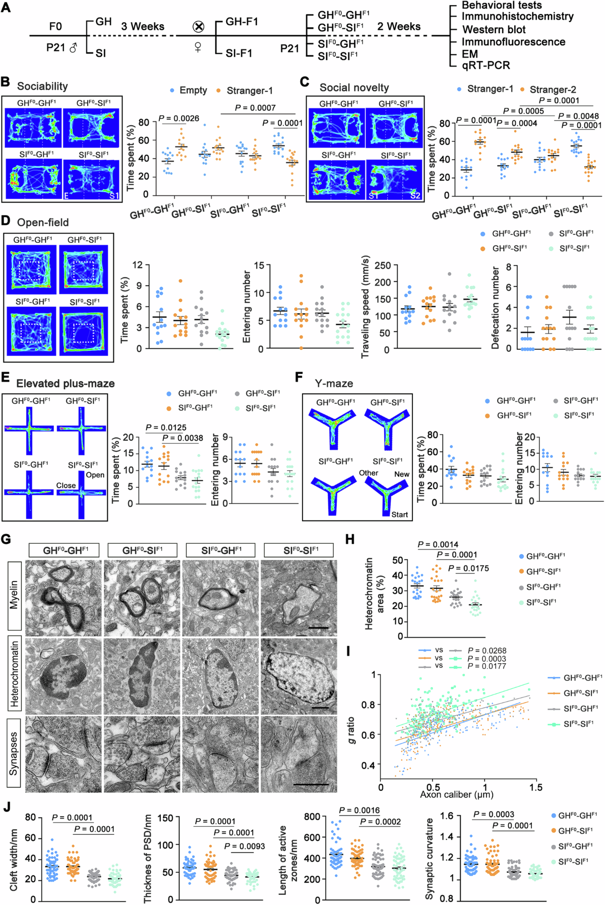 mir hebe child gyymnast Dysregulated miR-124 mediates impaired social memory behavior caused by  paternal early social isolation | Translational Psychiatry