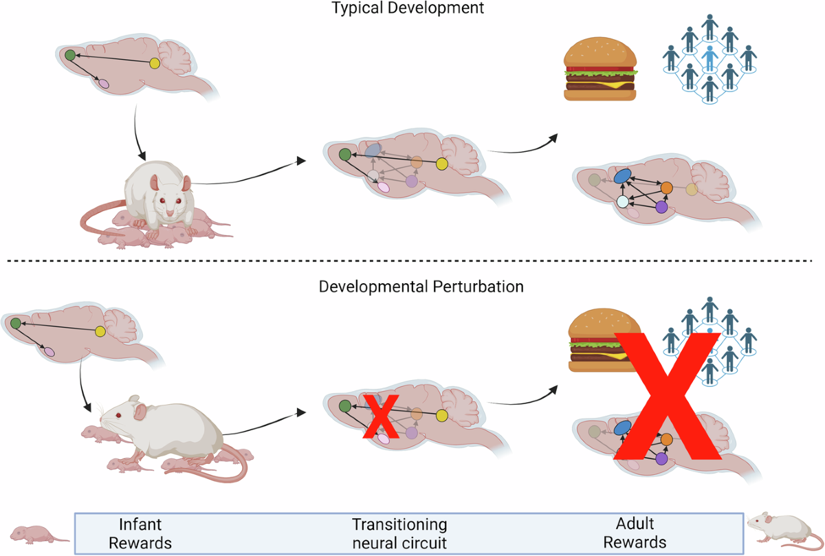 Understanding the development of a functional brain circuit: reward  processing as an illustration | Translational Psychiatry