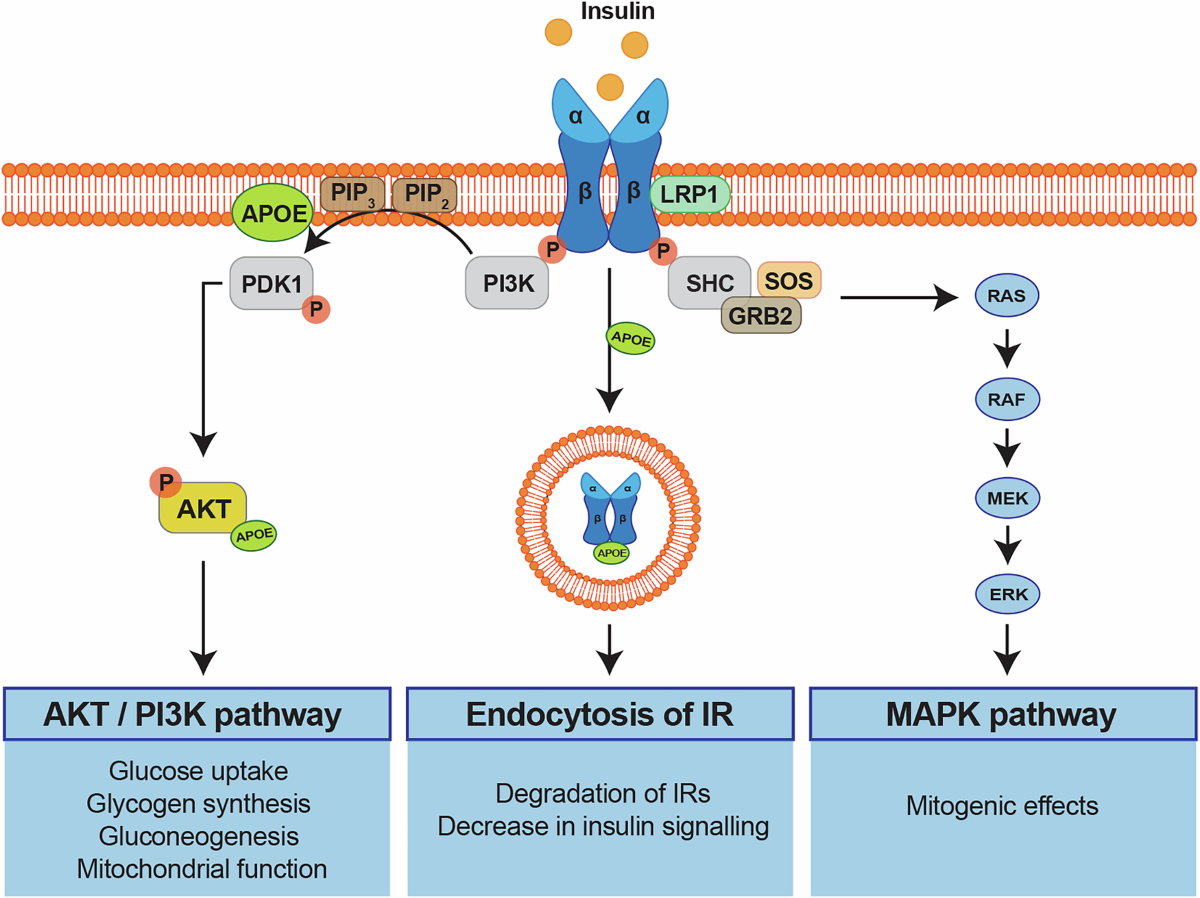 l carnitine for apoe4 Fueling the brain - the role of apolipoprotein E in brain energy metabolism  and its implications for Alzheimer's disease
