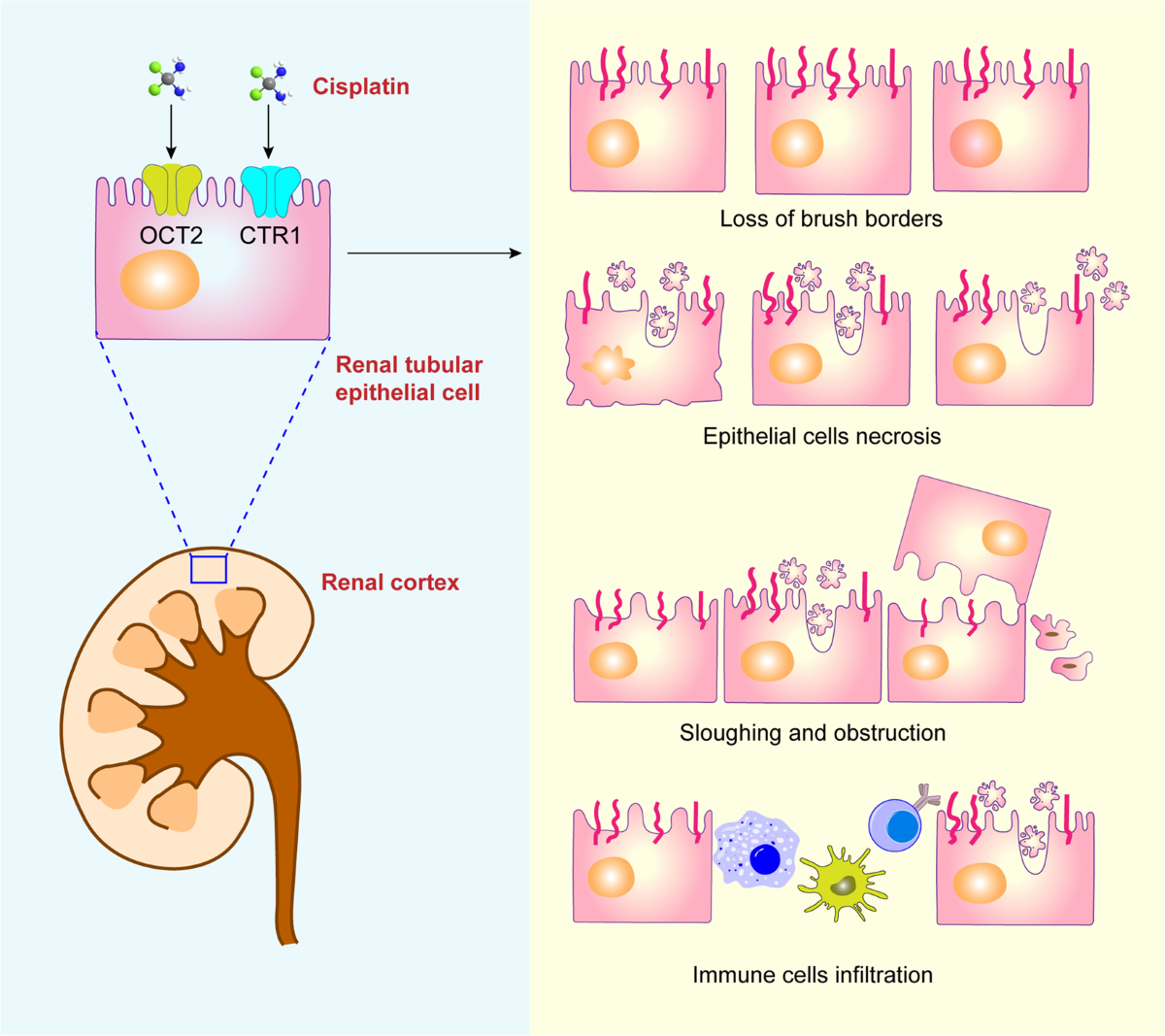 Natural products: potential treatments for cisplatin-induced nephrotoxicity