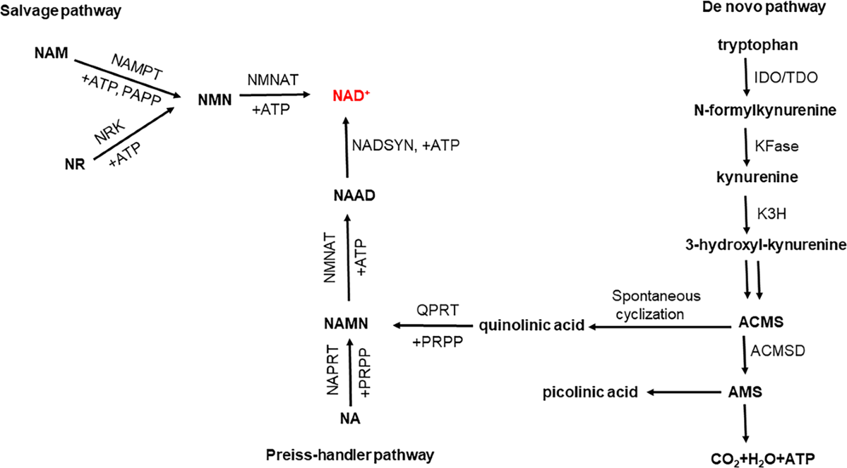 Reduced nicotinamide adenine dinucleotide phosphate in redox balance and  diseases: a friend or foe? | Acta Pharmacologica Sinica