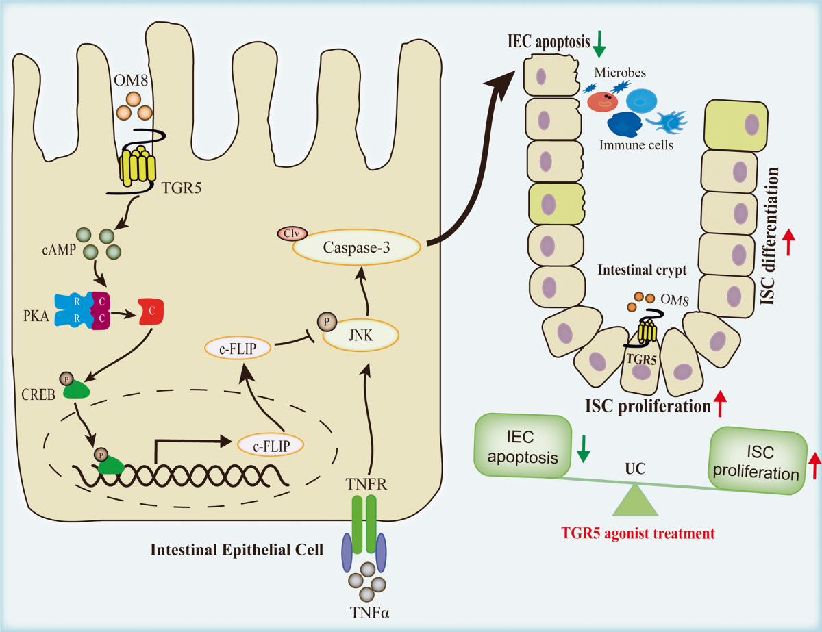 ghk-cu desensitization tolerance receptor downregulation TGR5 agonist inhibits intestinal epithelial cell apoptosis via  cAMP/PKA/c-FLIP/JNK signaling pathway and ameliorates dextran sulfate  sodium-induced ulcerative colitis