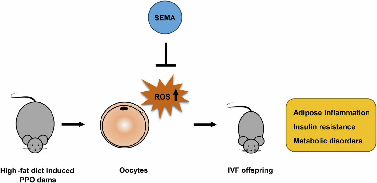 semaglutide and fertility Semaglutide ameliorates metabolic disorders in offspring via regulation of  oocyte ROS of pre-pregnancy obesity mice