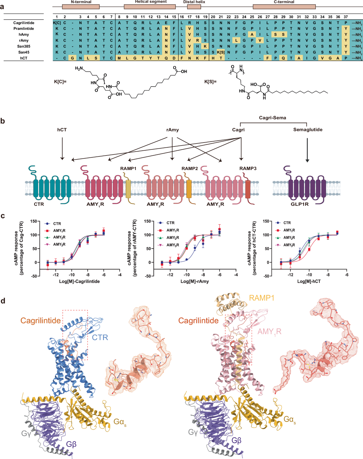 Structural and mechanistic insights into dual activation of cagrilintide in  amylin and calcitonin receptors | Acta Pharmacologica Sinica