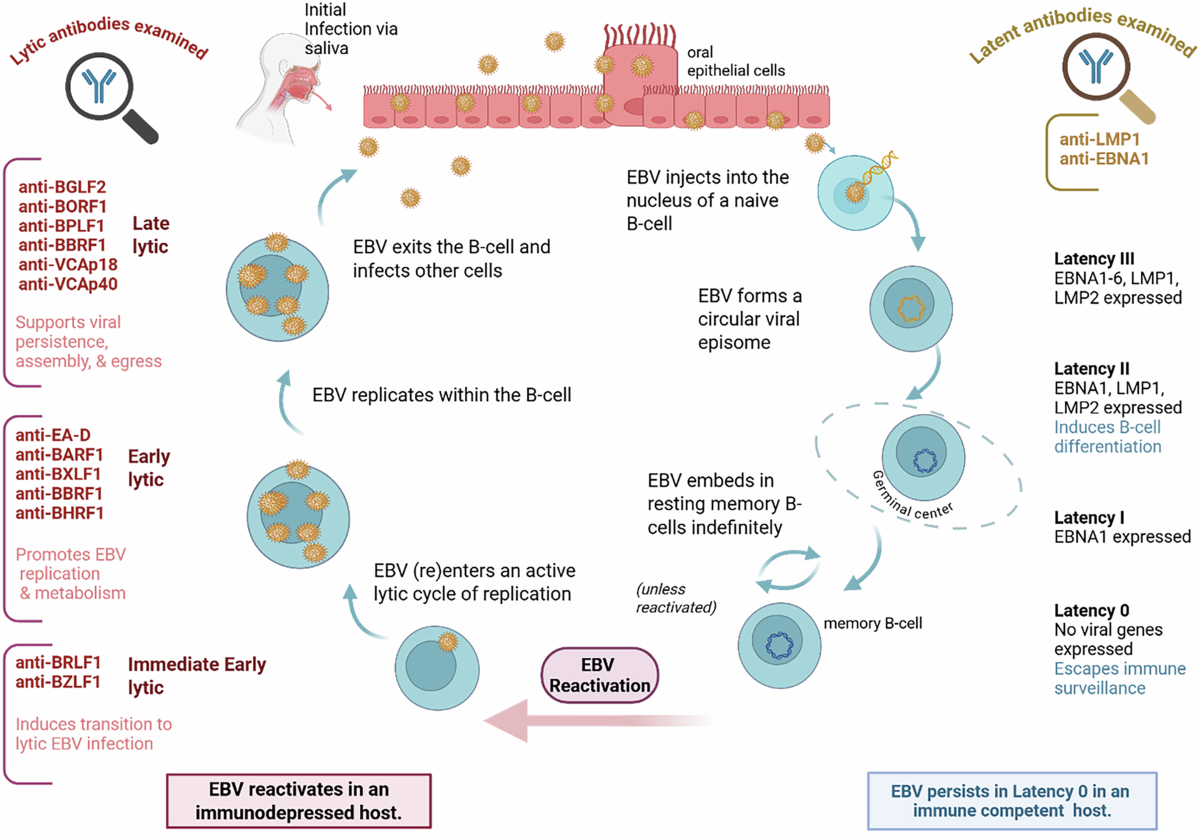ebv glutathione Epstein-Barr virus antibodies and risk of non-Hodgkin lymphoma: a pooled analysis of four prospective cohorts Hycomin Inj. vegan-dha Variant:BPC 157 ARG - 1000mcg (60 Capsules)