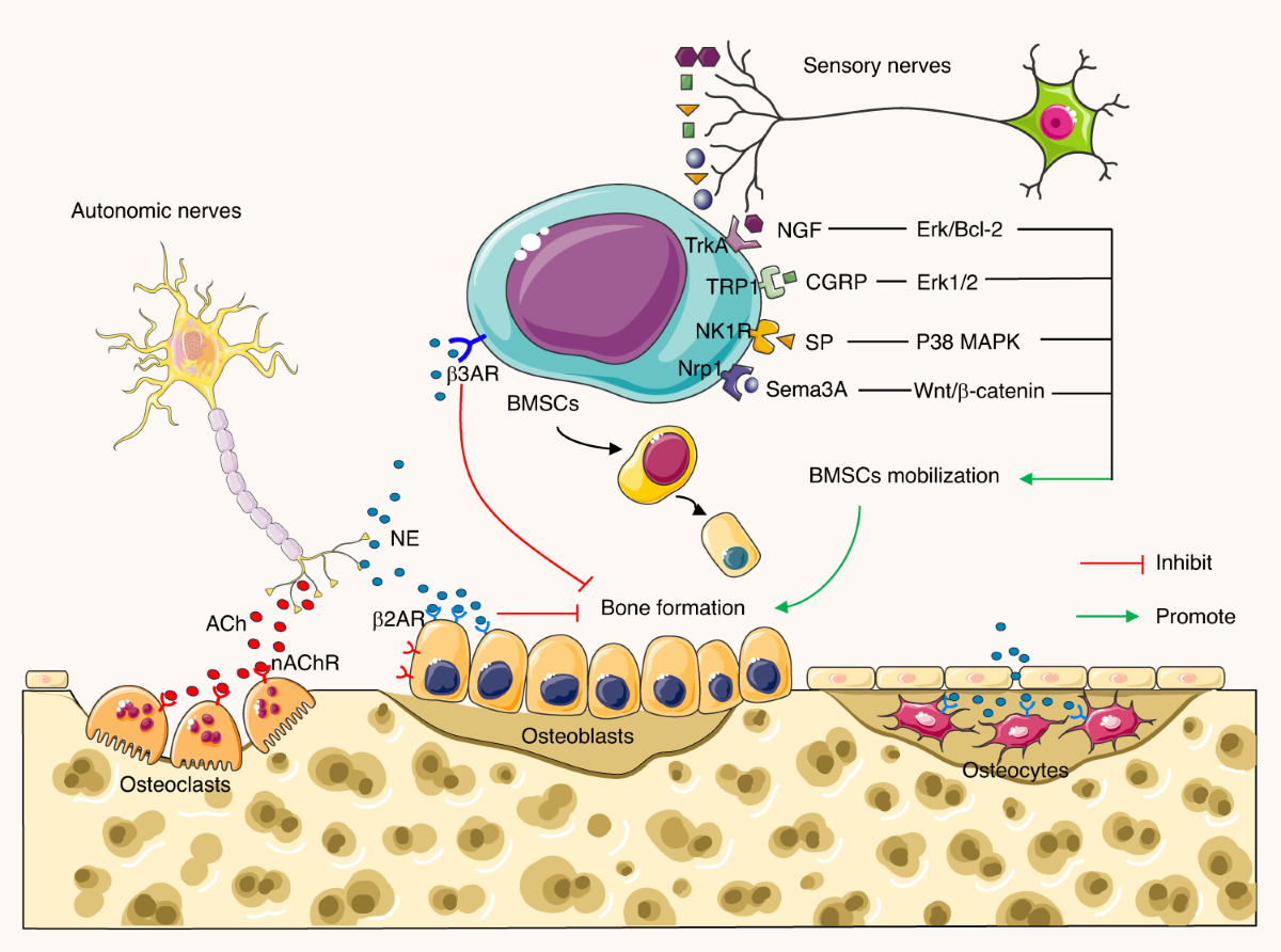 Interoceptive regulation of skeletal tissue homeostasis and repair 