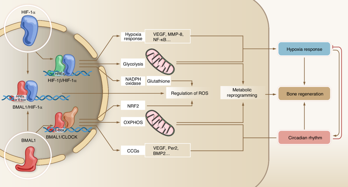 glutathione homocysteine HIF-1α and BMAL1 in bone regeneration: crosstalk between hypoxia response  and circadian rhythm