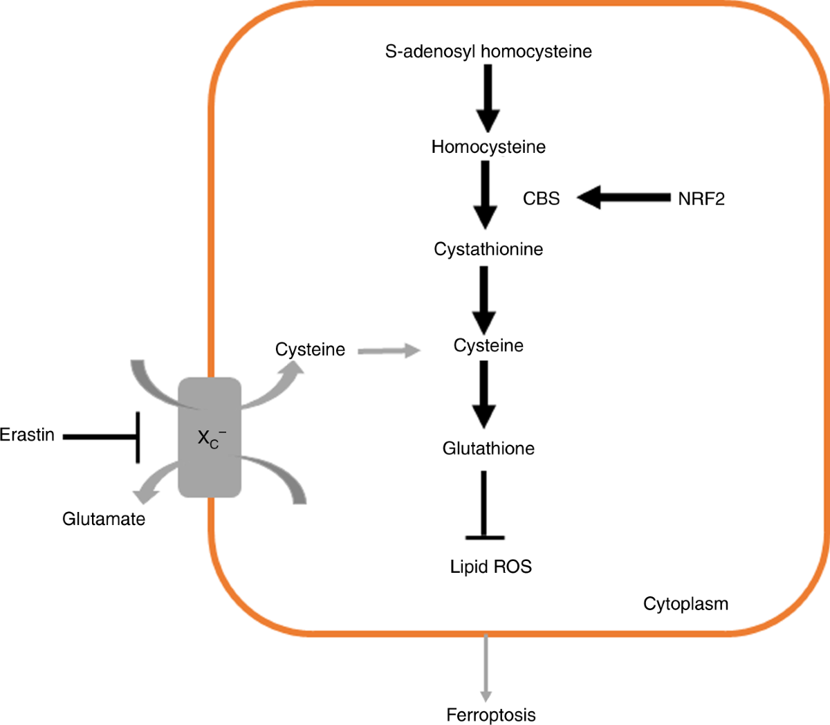 Activation of the reverse transsulfuration pathway through NRF2/CBS confers  erastin-induced ferroptosis resistance | British Journal of Cancer