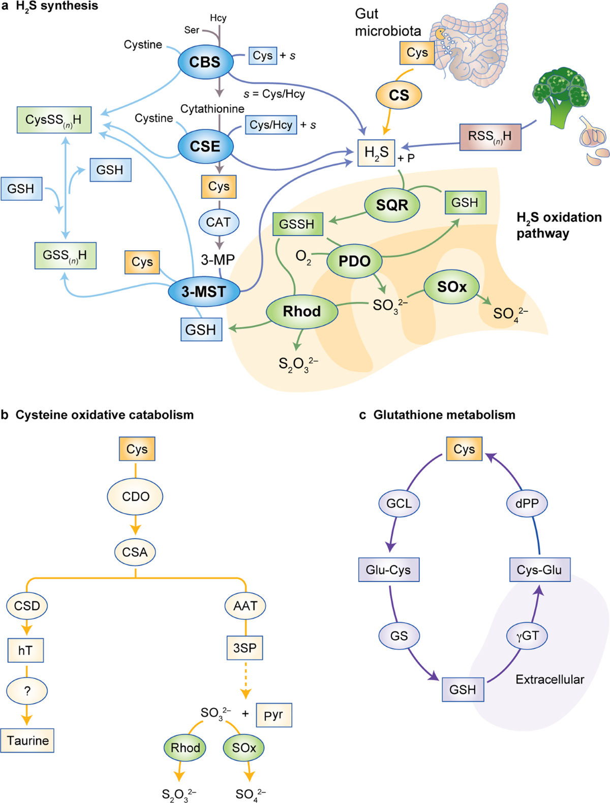 el antioxidante glutathione Glutathione: The Mighty Antioxidant | Blog