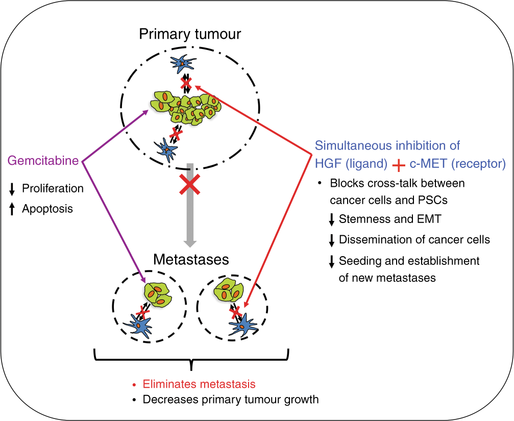 Targeting the HGF/c-MET pathway in advanced pancreatic cancer: a key  element of treatment that limits primary tumour growth and eliminates  metastasis