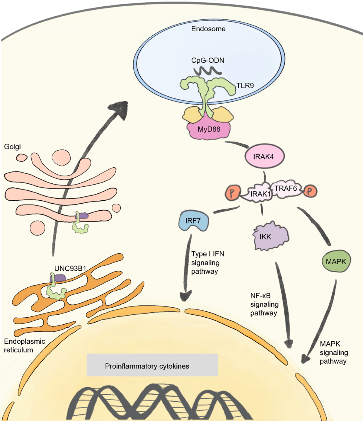 Toll-like receptor 9 agonists and combination therapies: strategies to  modulate the tumour immune microenvironment for systemic anti-tumour  immunity | British Journal of Cancer