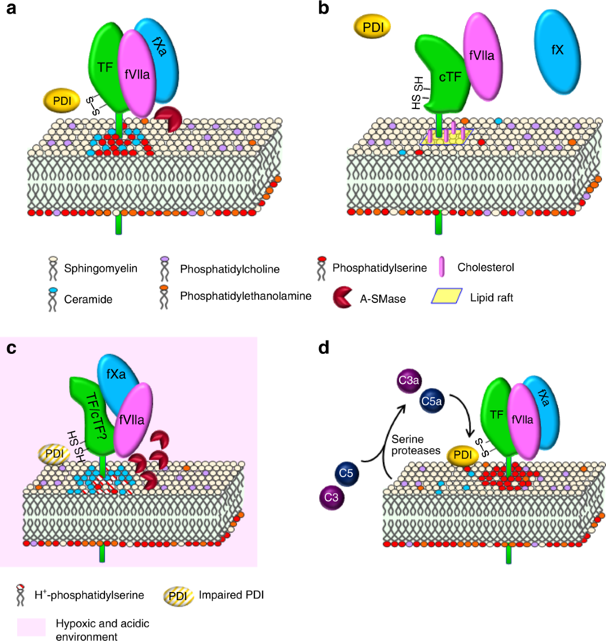 Tissue factor in cancer-associated thromboembolism: possible mechanisms and  clinical applications | British Journal of Cancer